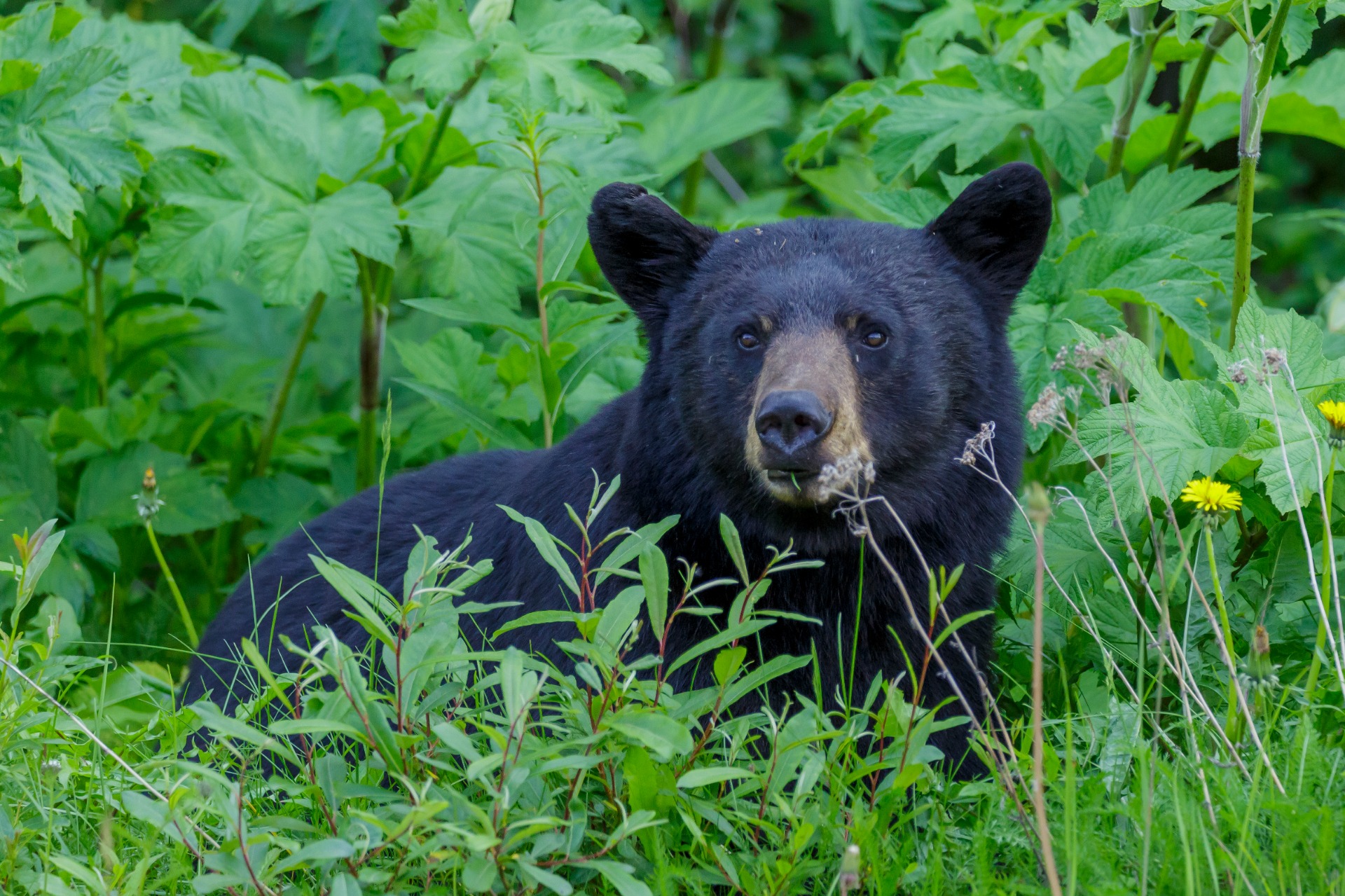 Sun bear - Wikipedia