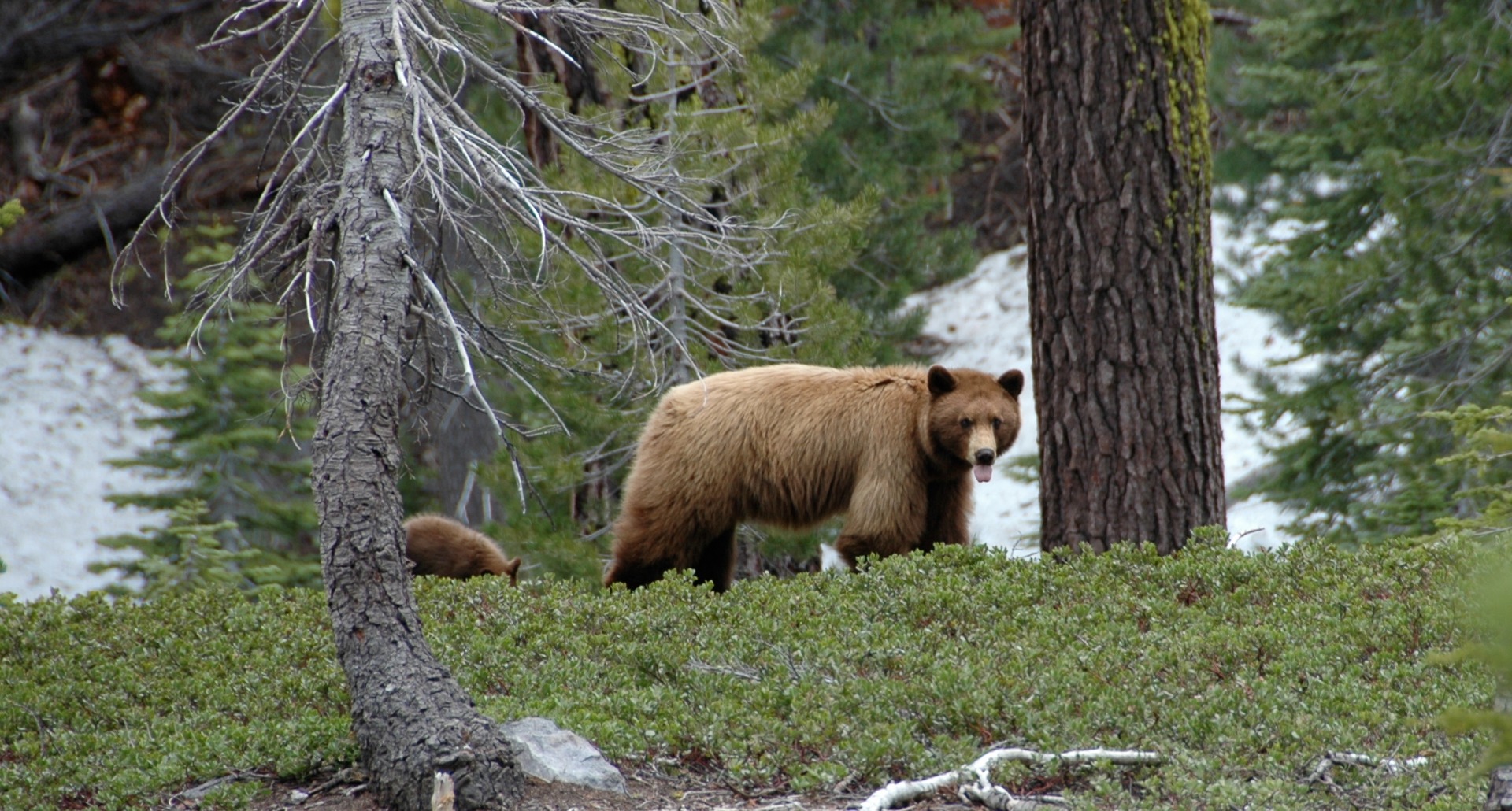 Wikipedia / Black bear (Ursus americanus) in a brown color/ Lassen National Park Service / CC BY-SA-4.0